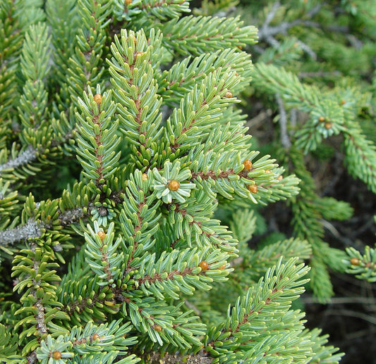 Black Spruce: When Situations Become Overwhelming