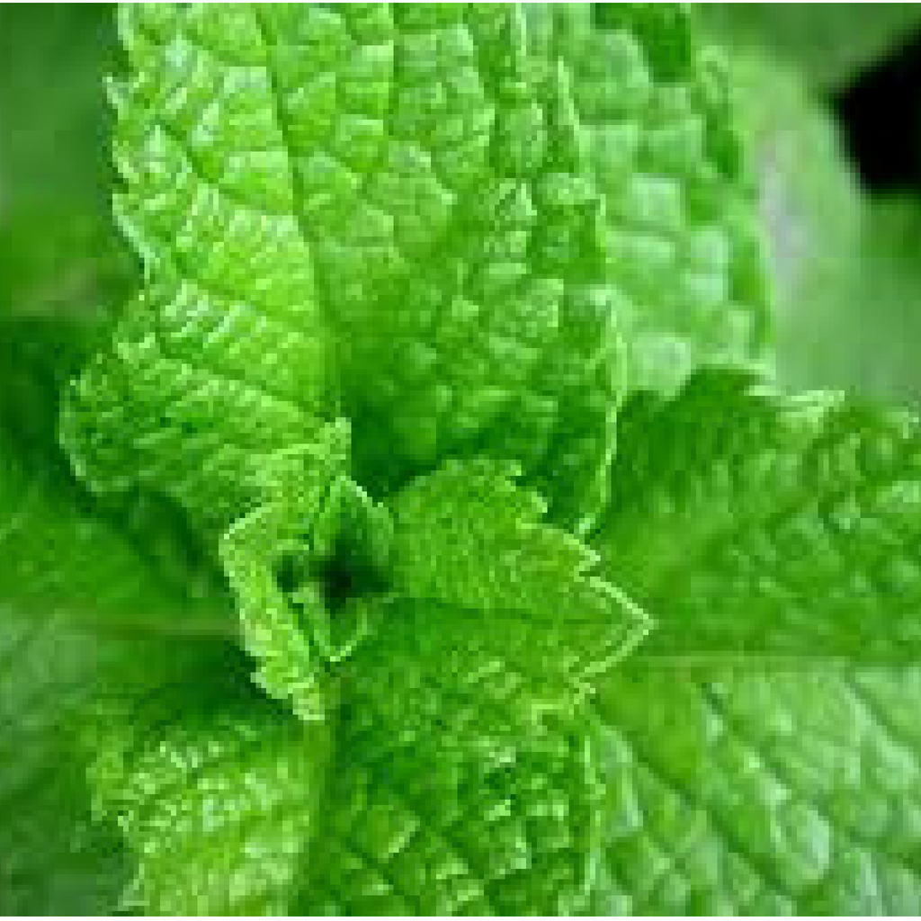 Peppermint    5 ml