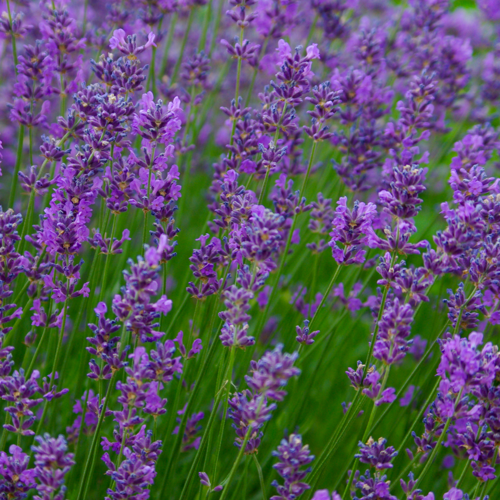 Lavender Essential Oil