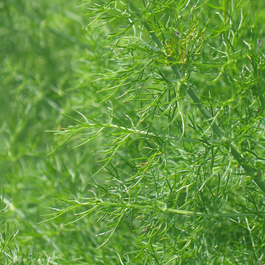 Fennel   5 ml
