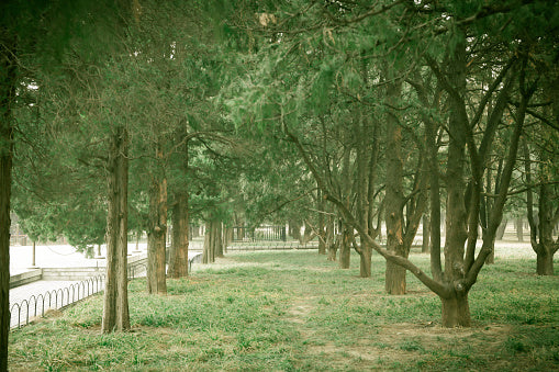 Calm and Tranquil Diffuser Blend
