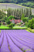 Lavender -- New Harvest Time