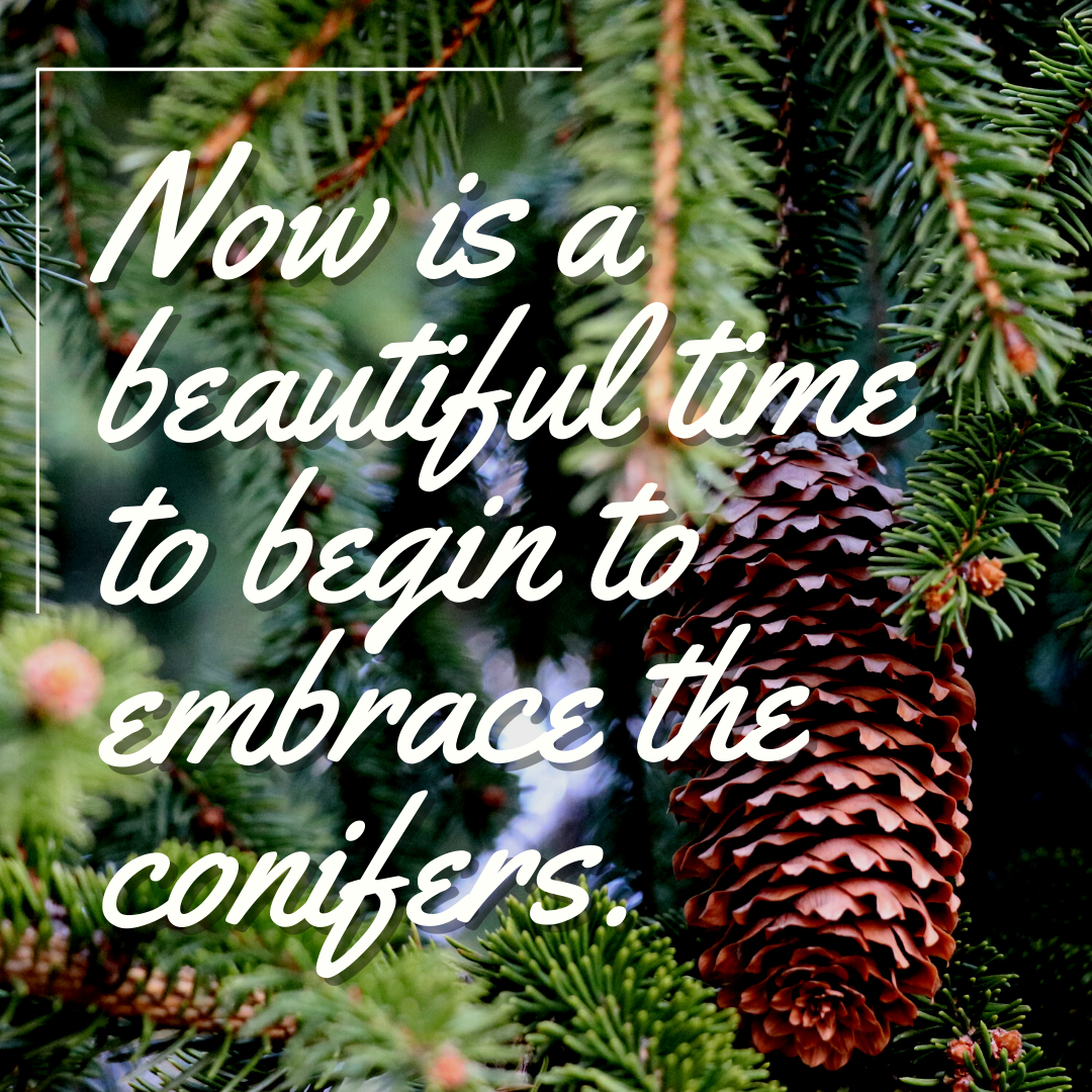 Embrace the Conifers