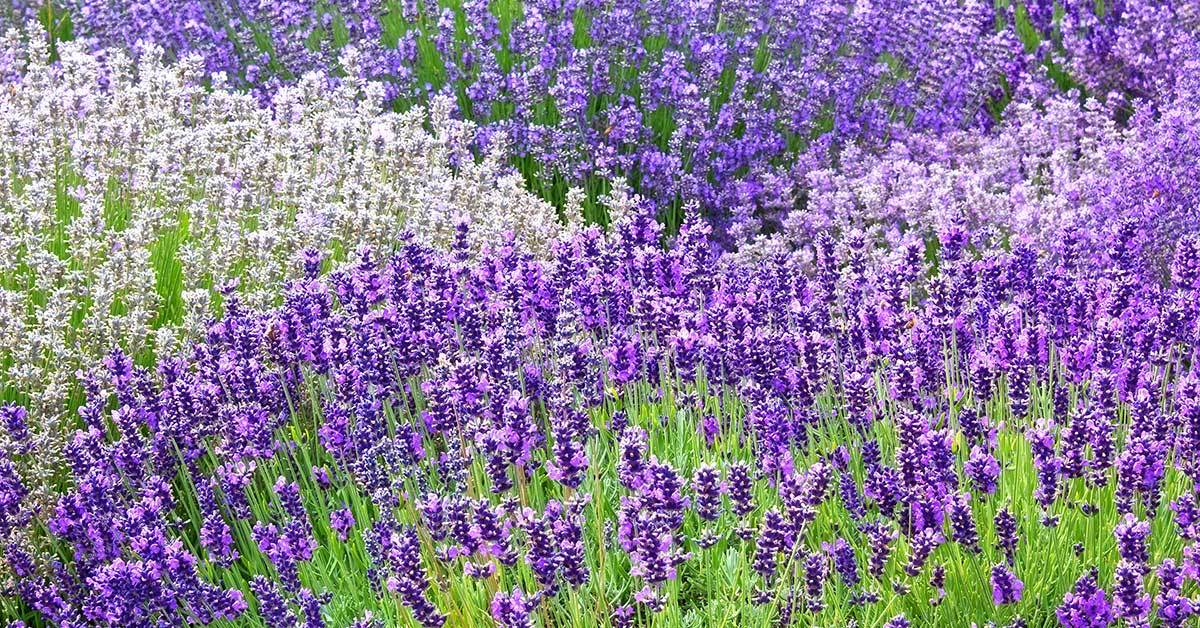 The Lavender of Liberation