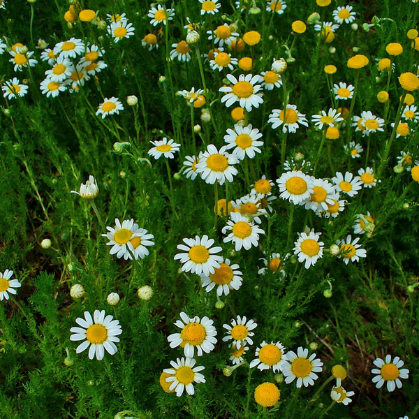 German Chamomile 5 ml