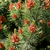 Fir Balsam   5 ml