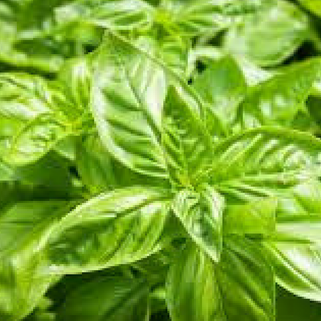 Sweet Basil 5 ml