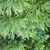 Cypress Leaf 5 ml