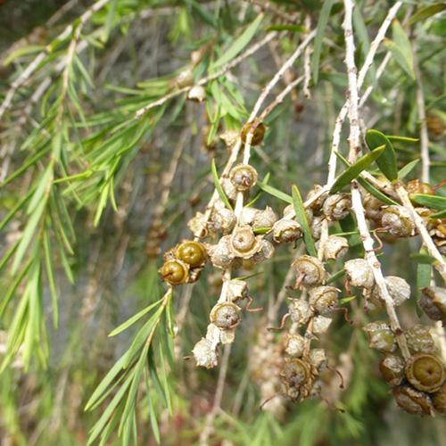 Tea Tree Bush