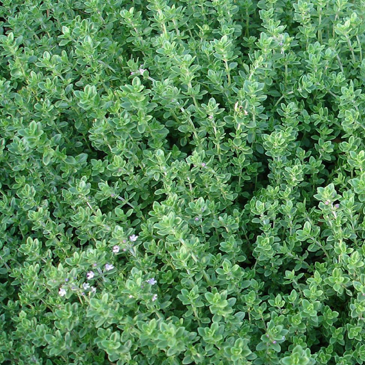 Thyme linalool 5 ml